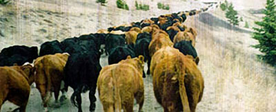 Herding Cattle