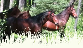 Picture of Wild Horses that link to the opening page of Wild and Free