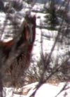 Wild Horse