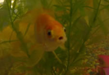 Closeup of goldfish mouth,