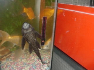 A picture of a large fish (plecostamus) with black spots swimming head-up along the front of the fish tank.
