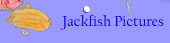 Pictures and descriptions of the Jackfish we dissected, cooked and ate.
