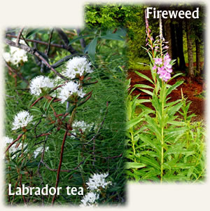 Fireweed and Labrador Tea