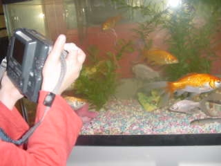 Grade one student taking a picture of the fish aquarium.
