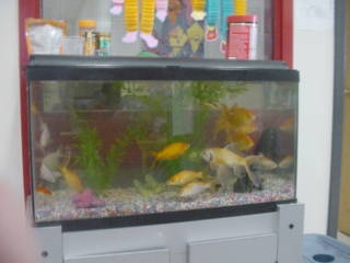 Picture of fish tank in the classroom.